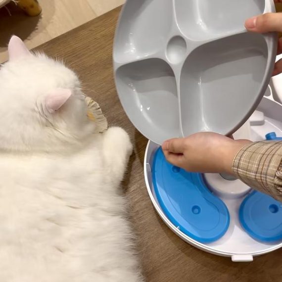 BNETA Pet Automatic Wet Food Battery Feeder F26 - Image 11